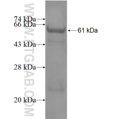 USP24 fusion protein Ag3779 SDS-PAGE