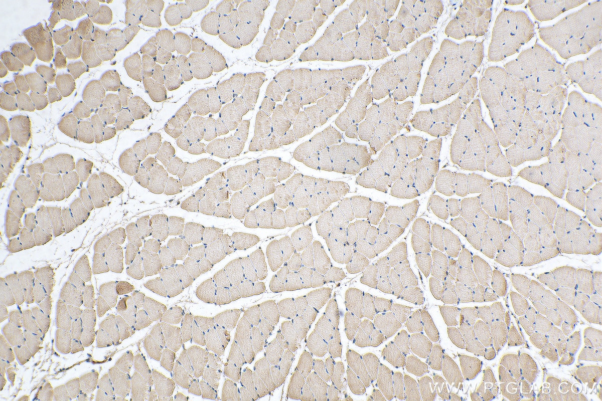 IHC staining of mouse skeletal muscle using 67769-1-Ig