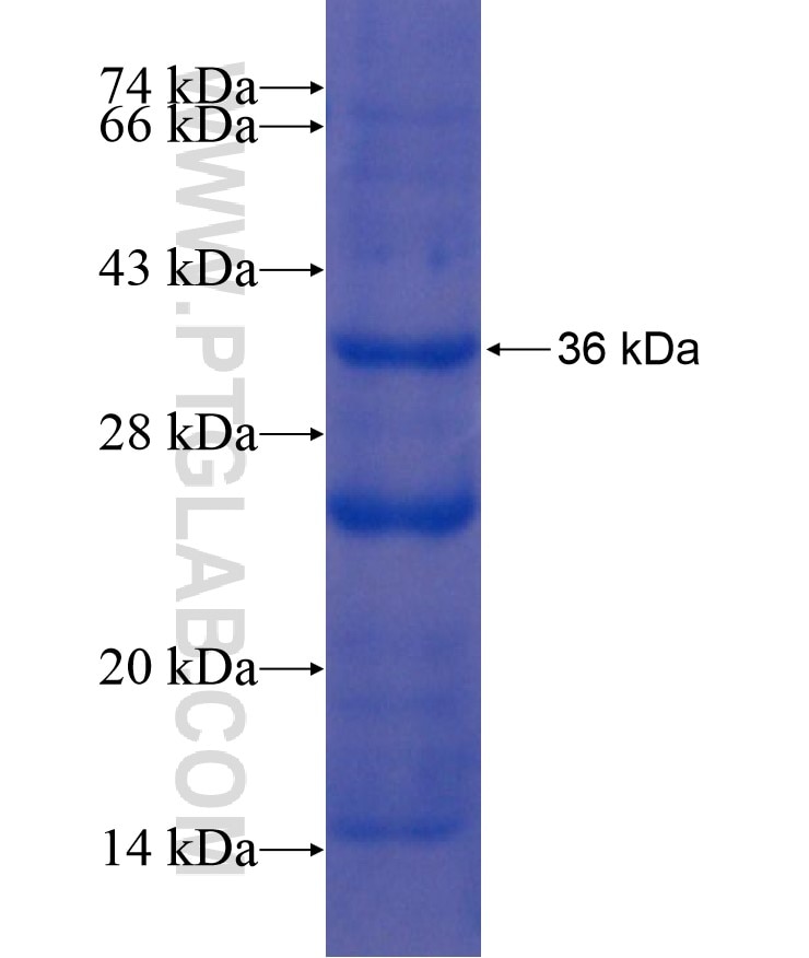 USP26 fusion protein Ag17254 SDS-PAGE