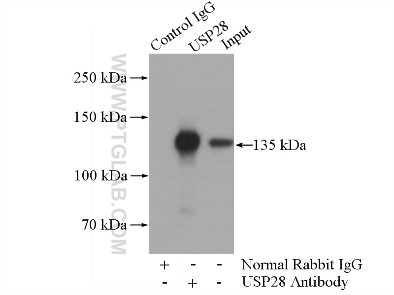 Immunoprecipitation (IP) experiment of HeLa cells using USP28 Polyclonal antibody (17707-1-AP)