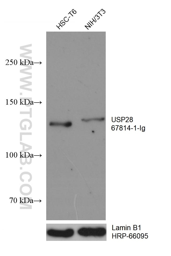 Western Blot (WB) analysis of various lysates using USP28 Monoclonal antibody (67814-1-Ig)