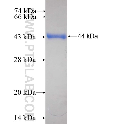 USP28 fusion protein Ag11805 SDS-PAGE