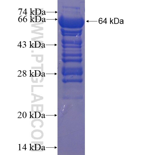 USP28 fusion protein Ag12003 SDS-PAGE
