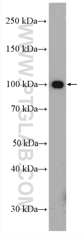 Western Blot (WB) analysis of mouse testis tissue using USP29 Polyclonal antibody (27522-1-AP)