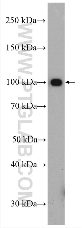 WB analysis of mouse testis using 27522-1-AP