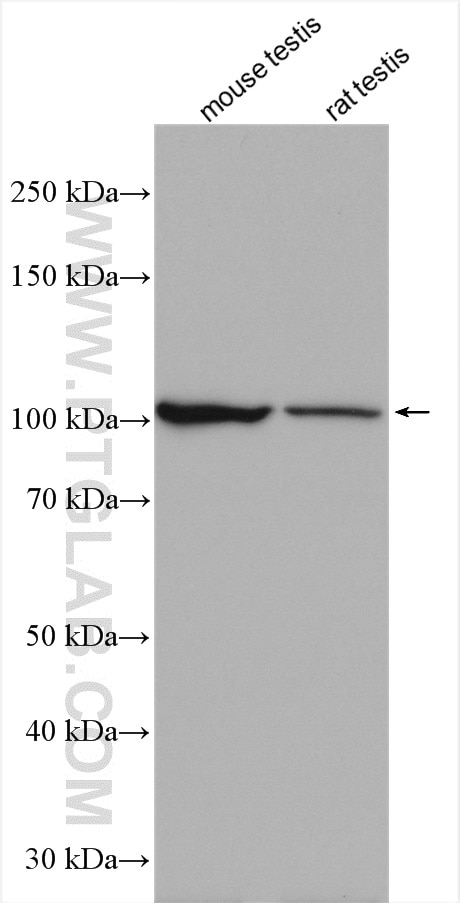 Western Blot (WB) analysis of various lysates using USP29 Polyclonal antibody (27522-1-AP)