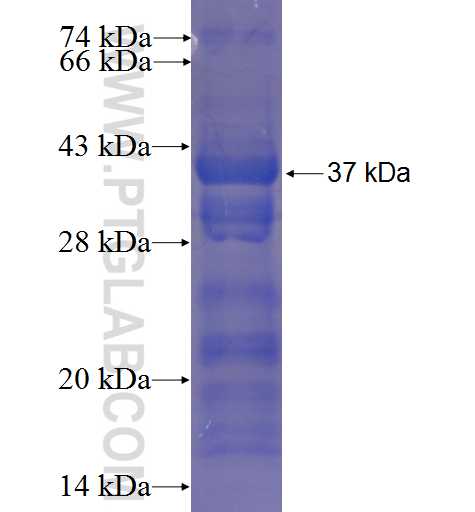 USP29 fusion protein Ag23231 SDS-PAGE