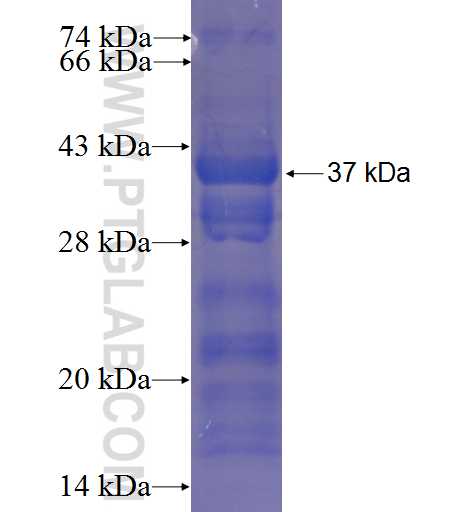 USP29 fusion protein Ag23231 SDS-PAGE