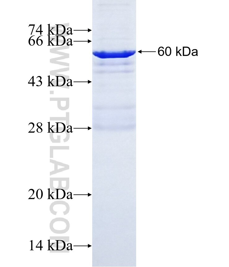 USP29 fusion protein Ag23244 SDS-PAGE