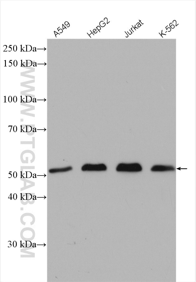 Western Blot (WB) analysis of various lysates using USP3 Polyclonal antibody (12490-1-AP)