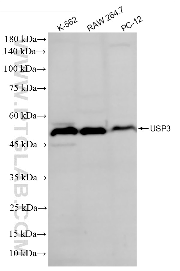 WB analysis using 87122-1-RR (same clone as 87122-1-PBS) Western Blot (WB) analysis of various lysates using USP3 Recombinant monoclonal antibody (87122-1-RR)