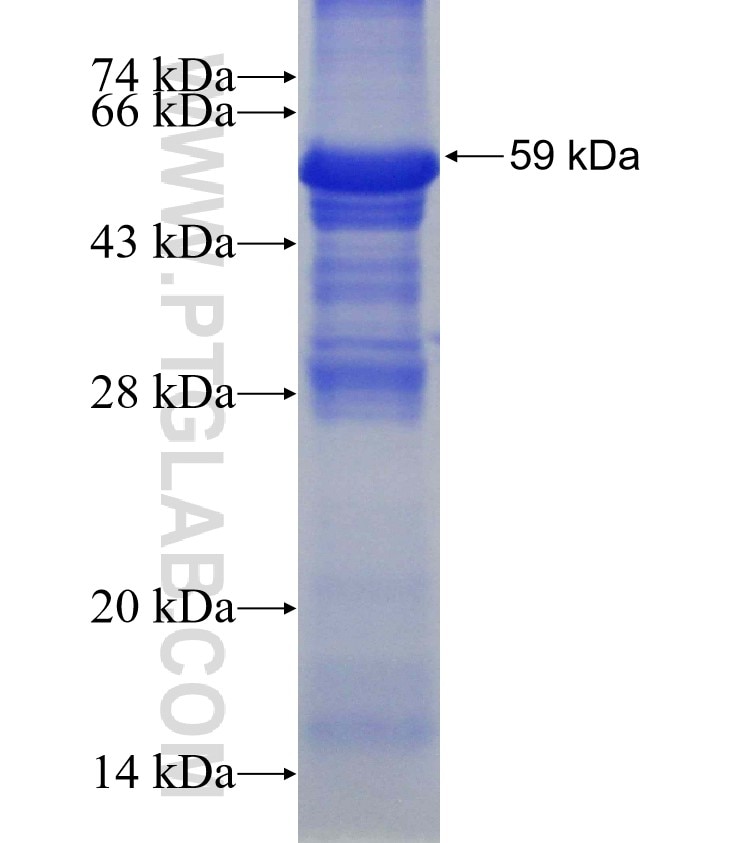 USP3 fusion protein Ag3085 SDS-PAGE