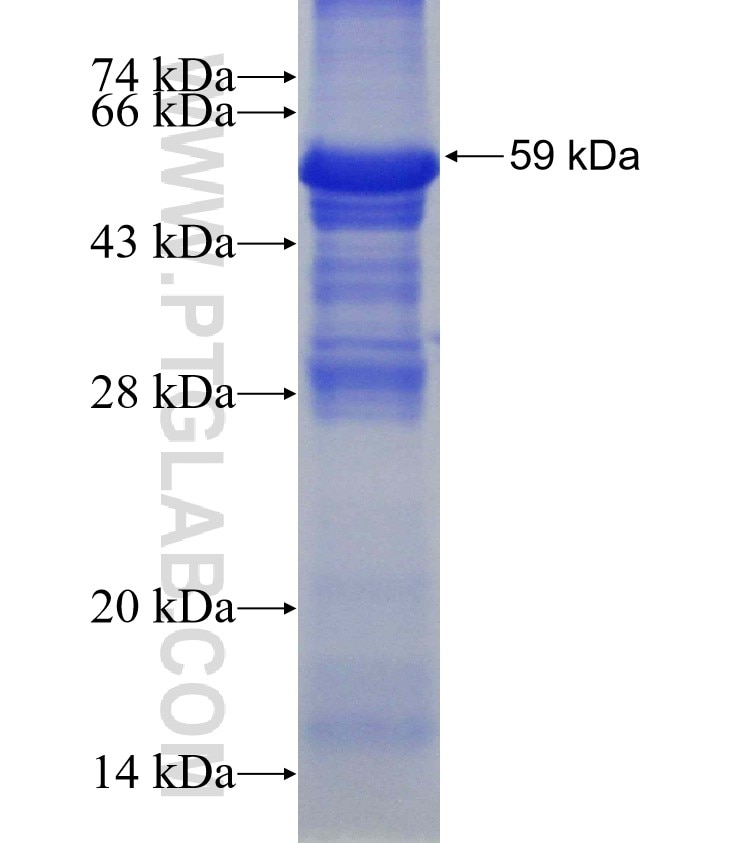 USP3 fusion protein Ag3085 SDS-PAGE