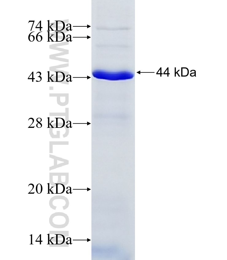 USP30 fusion protein Ag7620 SDS-PAGE