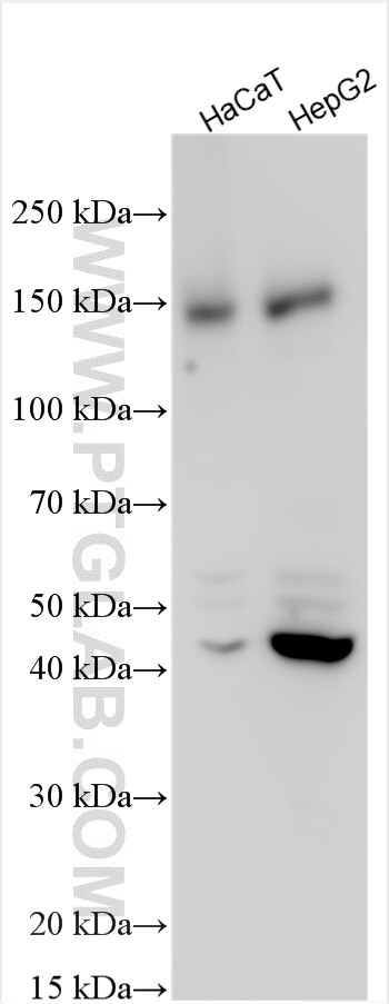 Western Blot (WB) analysis of various lysates using USP31 Polyclonal antibody (32265-1-AP)