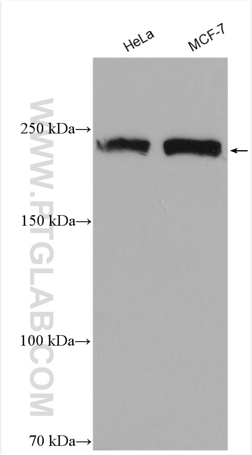 Western Blot (WB) analysis of various lysates using USP32 Polyclonal antibody (18838-1-AP)