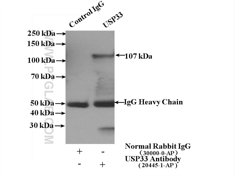Immunoprecipitation (IP) experiment of HEK-293 cells using USP33 Polyclonal antibody (20445-1-AP)
