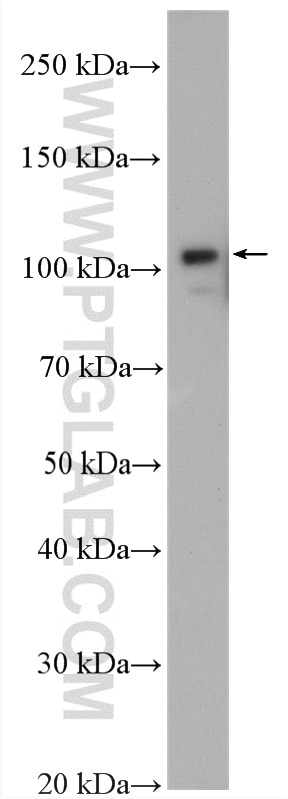 Western Blot (WB) analysis of HEK-293 cells using USP33 Polyclonal antibody (20445-1-AP)