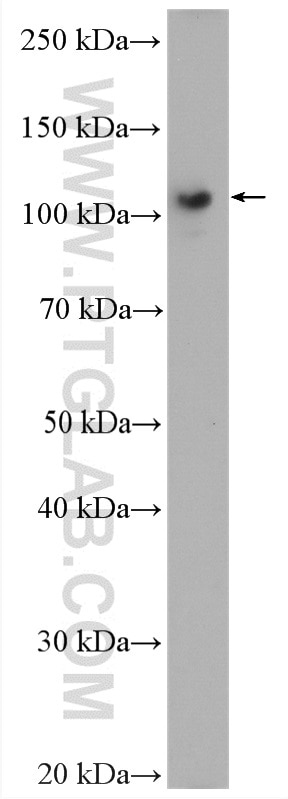 Western Blot (WB) analysis of HeLa cells using USP33 Polyclonal antibody (20445-1-AP)