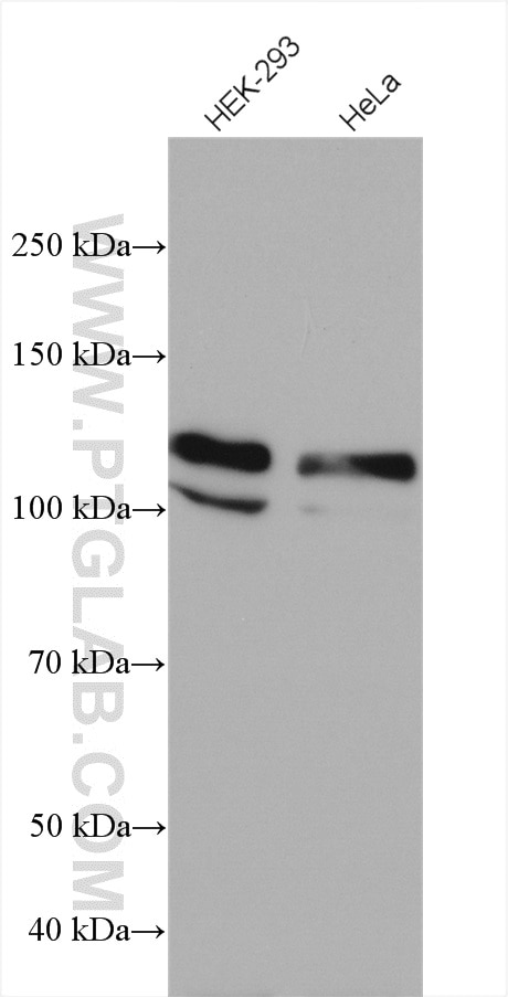 Western Blot (WB) analysis of various lysates using USP33 Polyclonal antibody (20445-1-AP)
