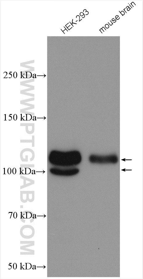 Western Blot (WB) analysis of various lysates using USP33 Polyclonal antibody (20445-1-AP)
