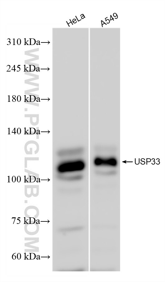 Western Blot (WB) analysis of various lysates using USP33 Recombinant antibody (84958-4-RR)