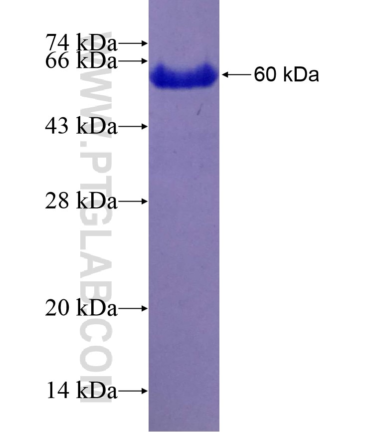 USP33 fusion protein Ag14268 SDS-PAGE