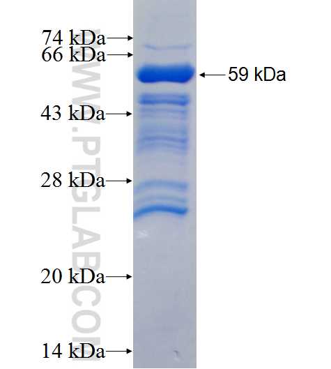 USP33 fusion protein Ag2695 SDS-PAGE