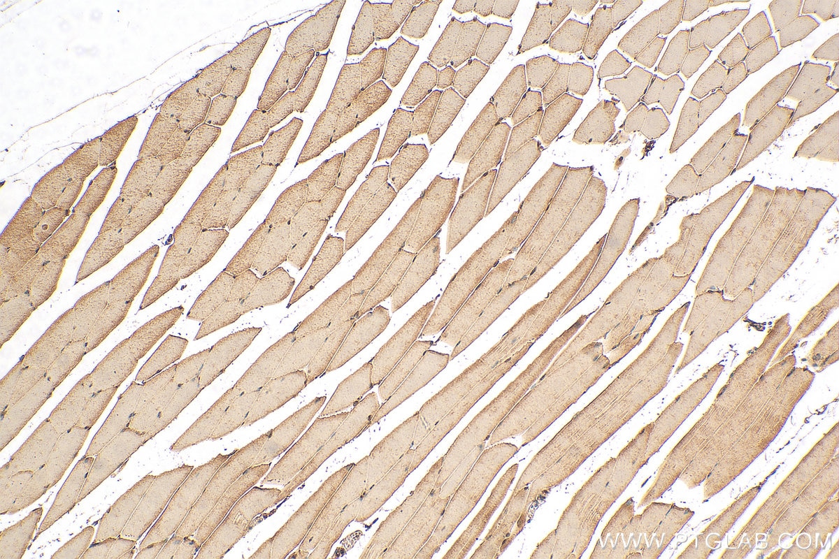 Immunohistochemistry (IHC) staining of mouse skeletal muscle tissue using USP35 Polyclonal antibody (24559-1-AP)