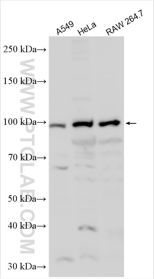 Western Blot (WB) analysis of various lysates using USP35 Polyclonal antibody (24559-1-AP)