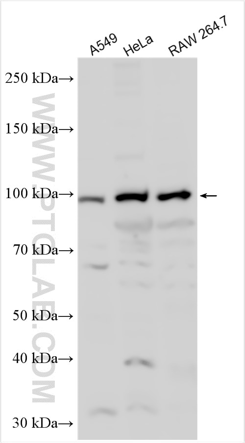 WB analysis using 24559-1-AP