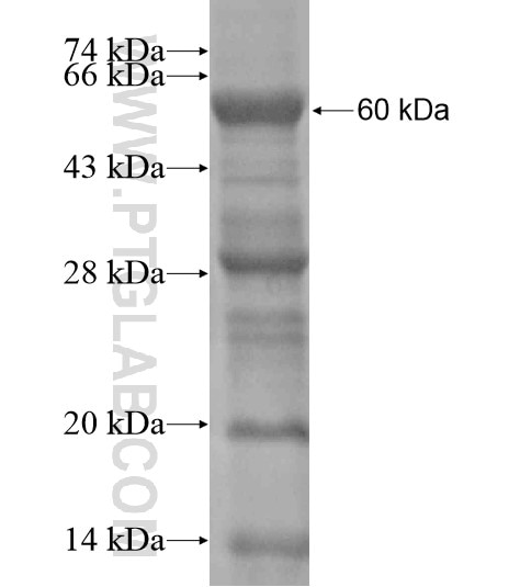 USP35 fusion protein Ag20002 SDS-PAGE