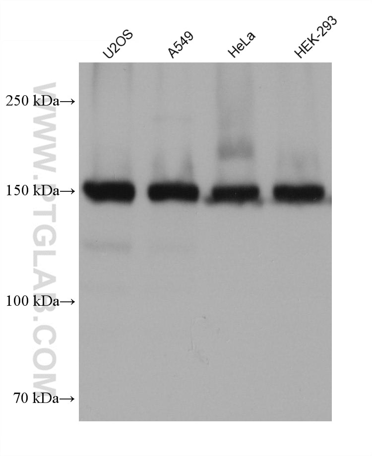 Western Blot (WB) analysis of various lysates using USP36 Monoclonal antibody (68165-1-Ig)