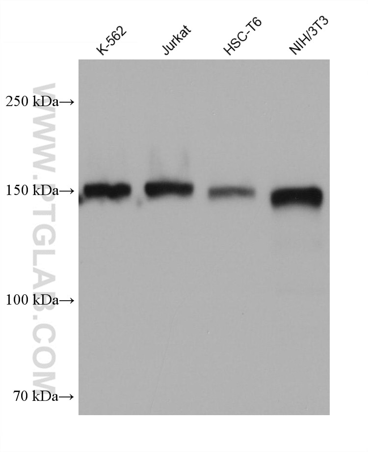 Western Blot (WB) analysis of various lysates using USP36 Monoclonal antibody (68165-1-Ig)
