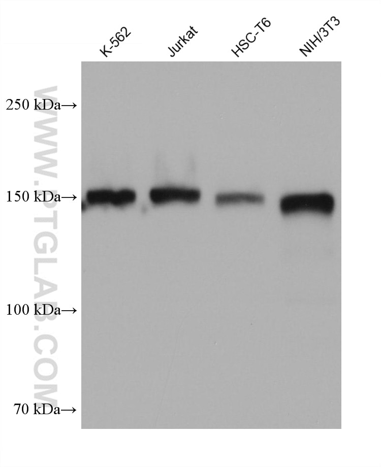 WB analysis using 68165-1-Ig