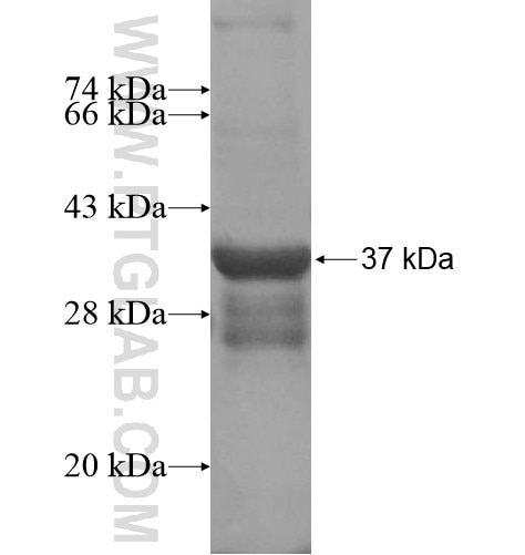 USP36 fusion protein Ag15350 SDS-PAGE