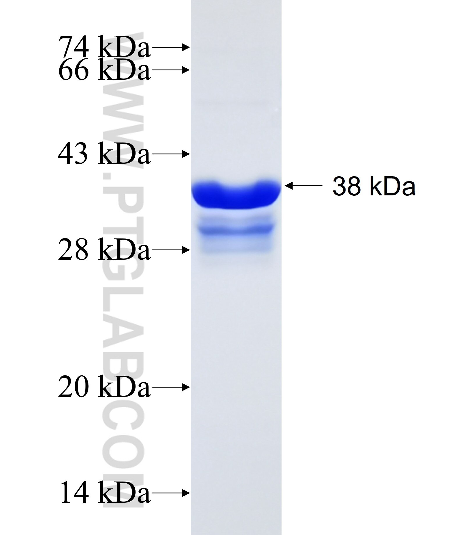 USP36 fusion protein Ag15350 SDS-PAGE