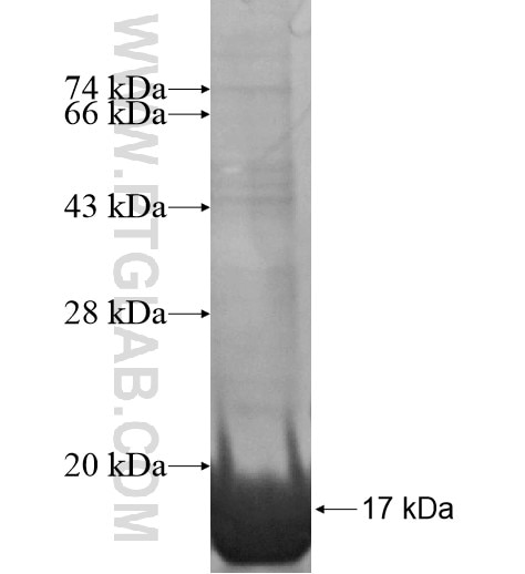 USP36 fusion protein Ag15903 SDS-PAGE