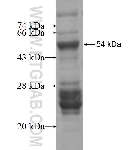 USP36 fusion protein Ag6411 SDS-PAGE