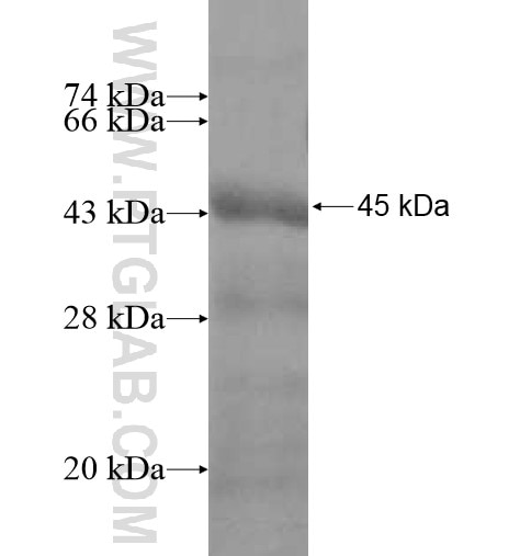 USP37 fusion protein Ag12543 SDS-PAGE