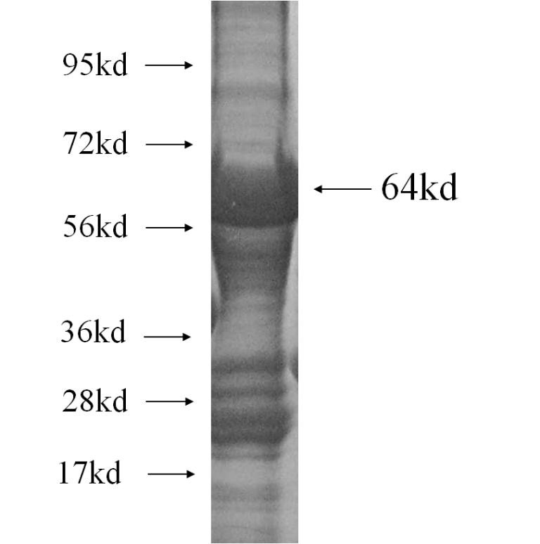 USP38 fusion protein Ag12172 SDS-PAGE