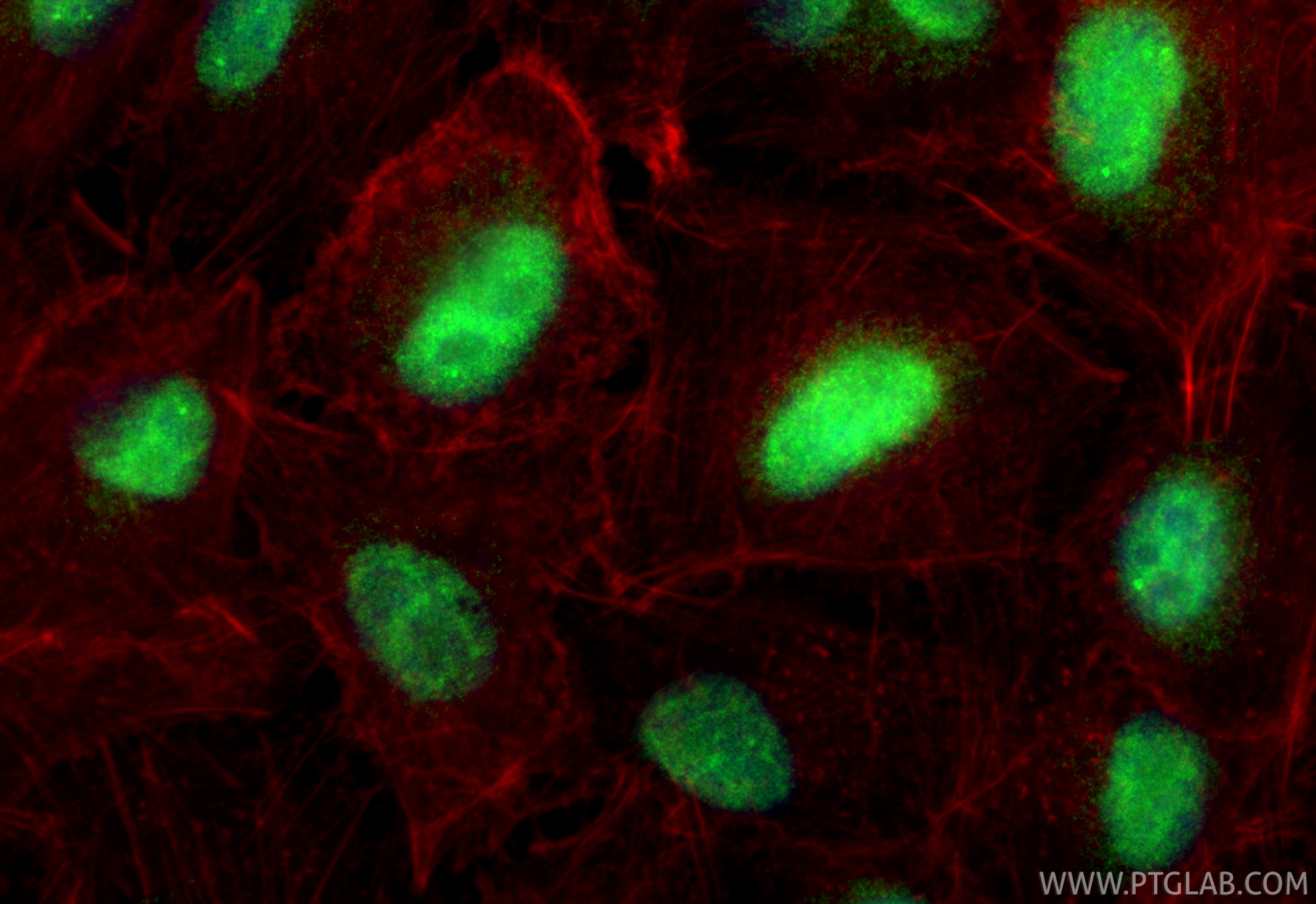 Immunofluorescence (IF) / fluorescent staining of A549 cells using USP39 Polyclonal antibody (23865-1-AP)