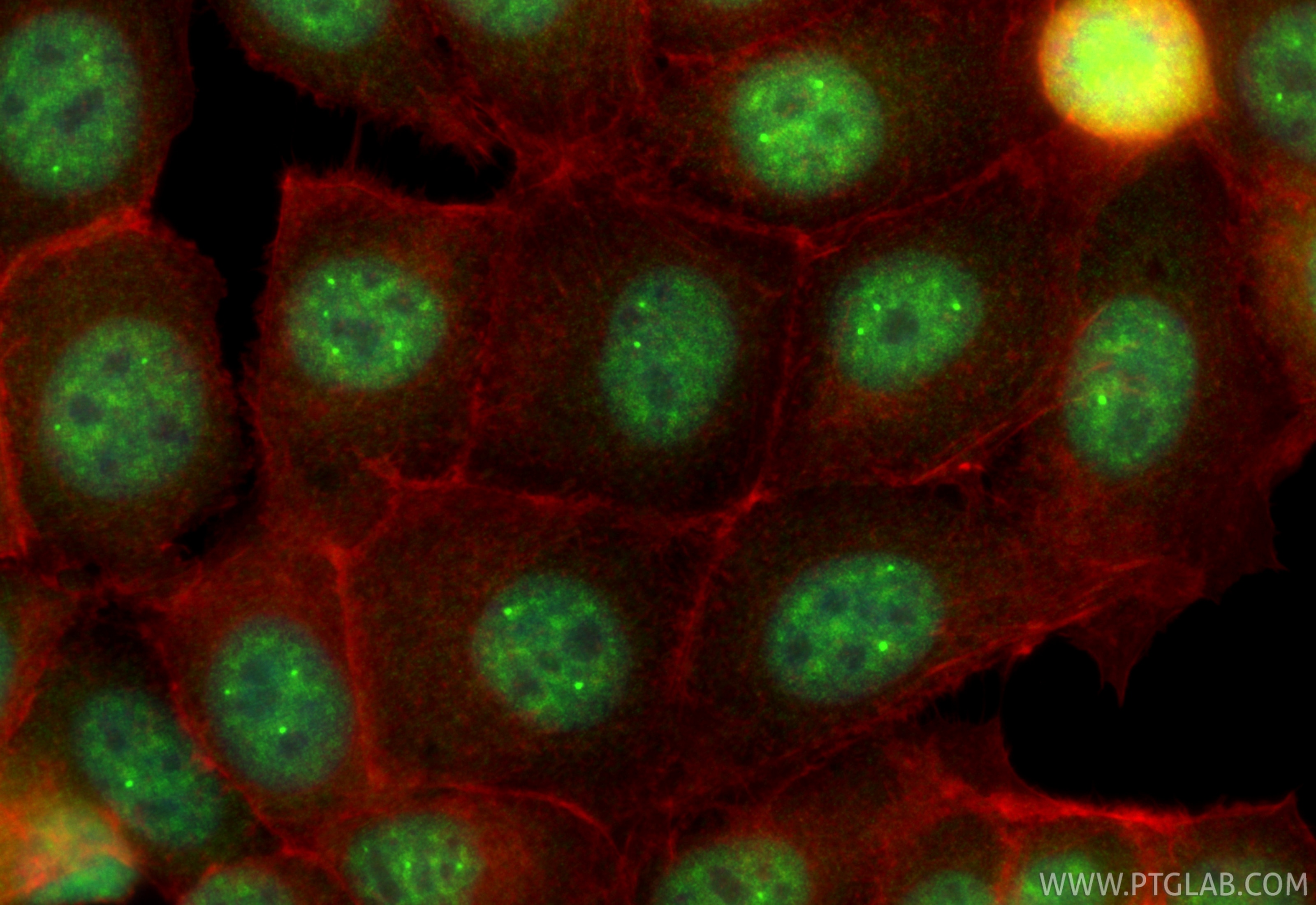 Immunofluorescence (IF) / fluorescent staining of MCF-7 cells using USP39 Polyclonal antibody (23865-1-AP)