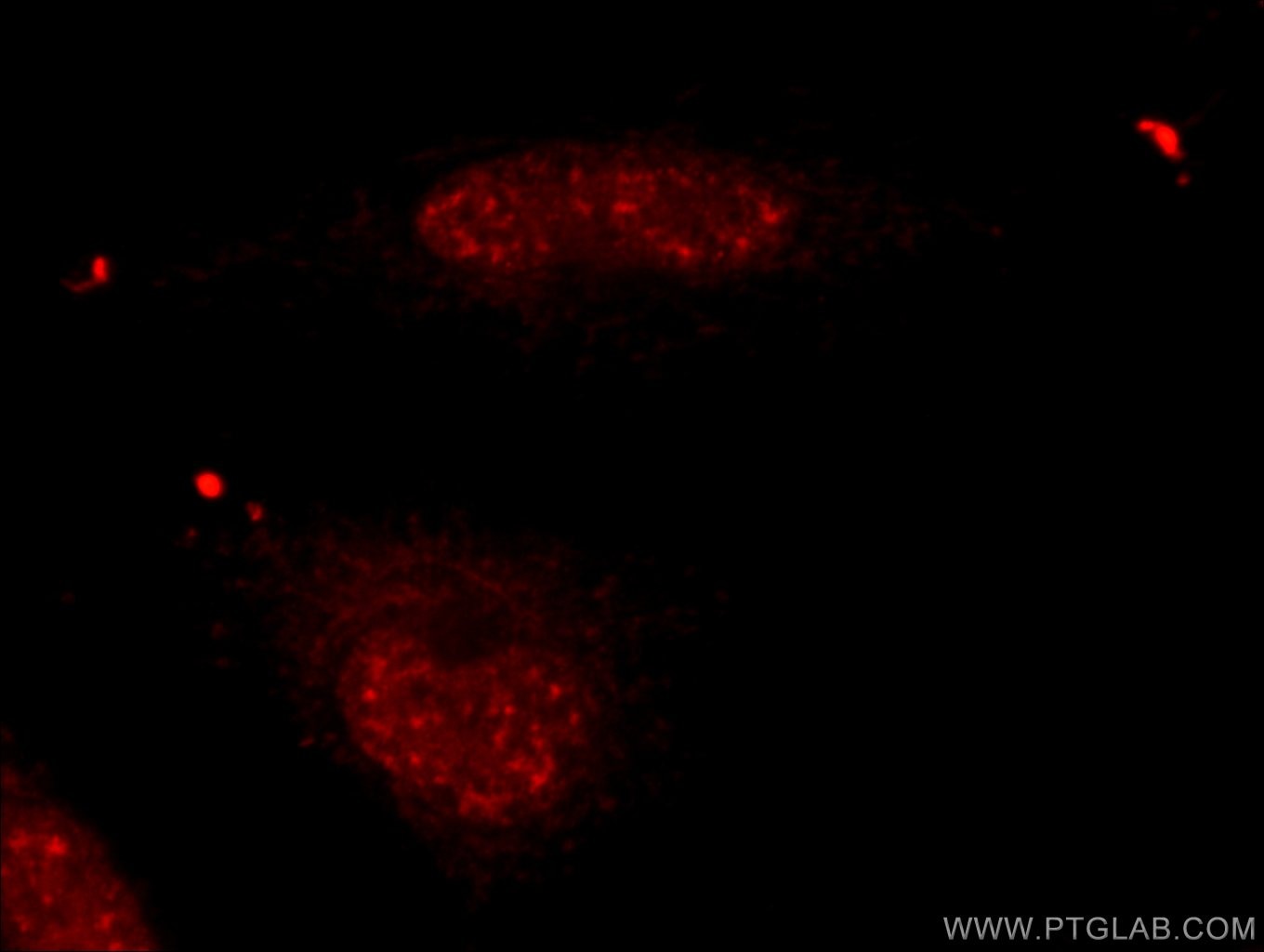 Immunofluorescence (IF) / fluorescent staining of HUVEC cells using USP39 Polyclonal antibody (23865-1-AP)