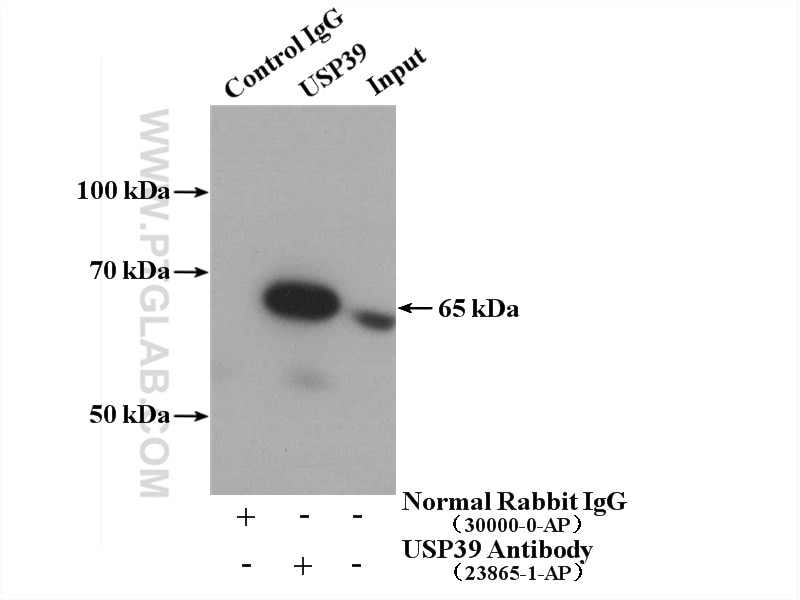 Immunoprecipitation (IP) experiment of K-562 cells using USP39 Polyclonal antibody (23865-1-AP)