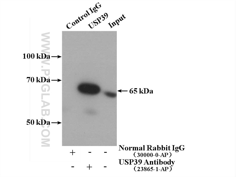 IP experiment of K-562 using 23865-1-AP