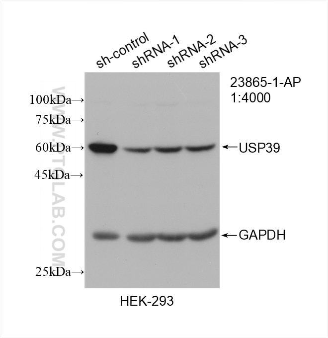 Western Blot (WB) analysis of HEK-293 cells using USP39 Polyclonal antibody (23865-1-AP)