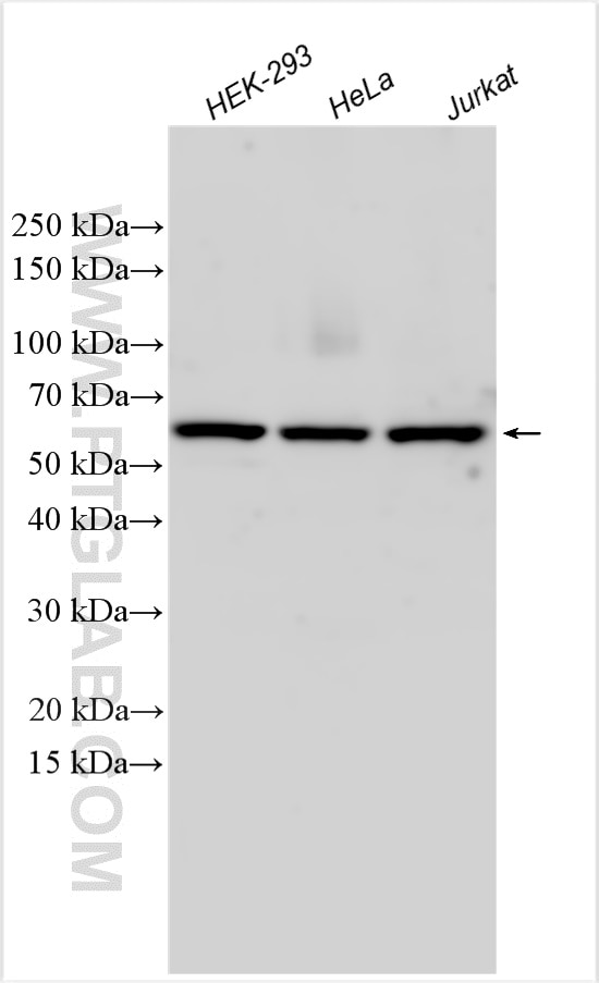 Western Blot (WB) analysis of various lysates using USP39 Polyclonal antibody (23865-1-AP)