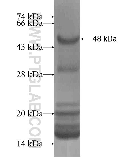 USP39 fusion protein Ag20894 SDS-PAGE