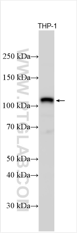 Western Blot (WB) analysis of THP-1 cells using USP4 Polyclonal antibody (24976-1-AP)
